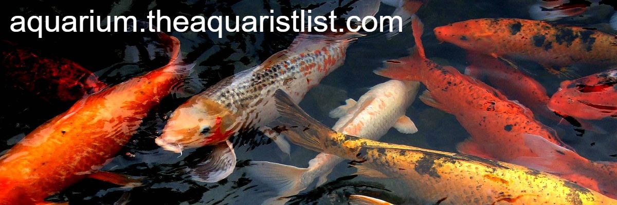 aquarium.theaquaristlist.com aquarium.theaquaristlist.com